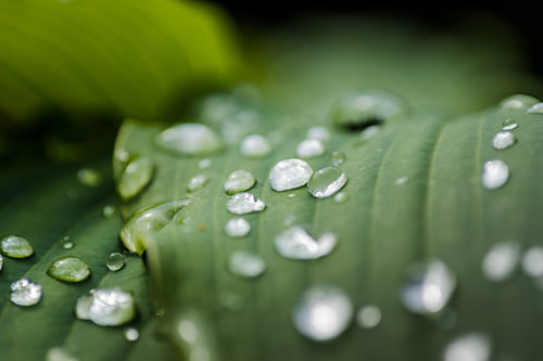 Regen druppels op een groen blad – macrofoto na de regen
