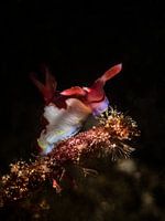 Grazende Nembrotha chamberlaini