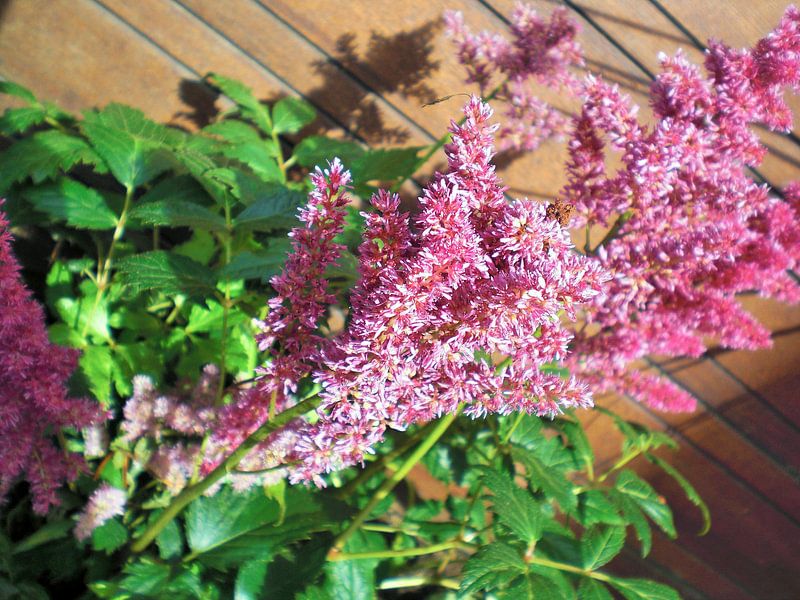 Bloemen par Pictures Of Nature