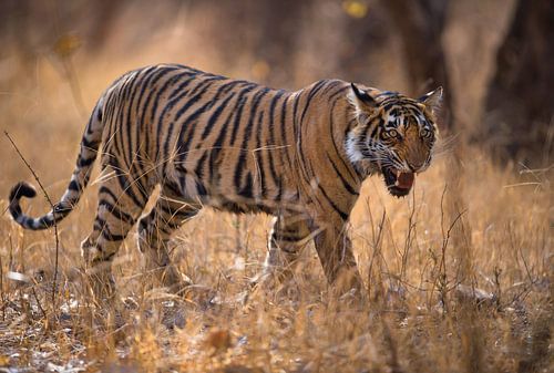 A young tiger calling out its sibling