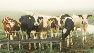 Cows in the meadow by Dirk van Egmond