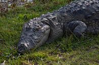 Krokodil van heel dichtbij van Joost van Riel thumbnail