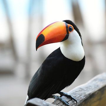 Reuzentoekan (Ramphastos toco) van Rini Kools