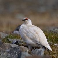 Ptarmigan onder de Arctische middernachtzon