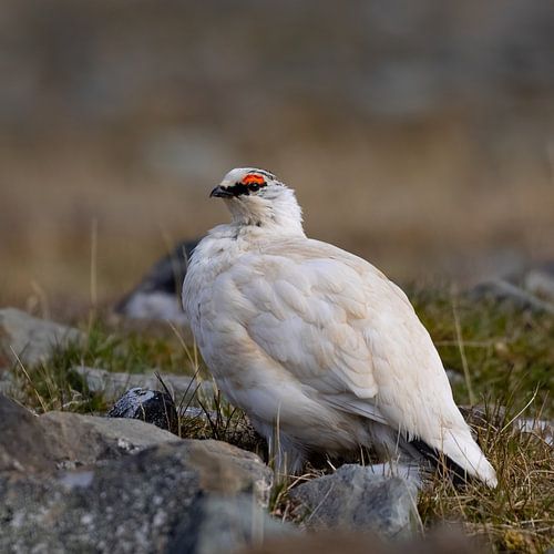Ptarmigan under the Arctic midnight sun