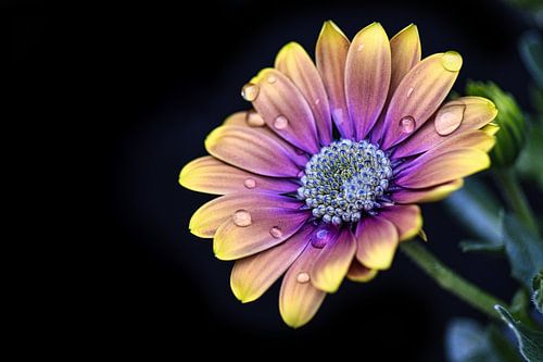 Spaanse Margriet van Eva De Mol