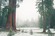 "Ed by Ned" tree, Sequoia National Park sur Jasper van der Meij Aperçu