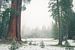 "Ed by Ned" tree, Sequoia National Park sur Jasper van der Meij