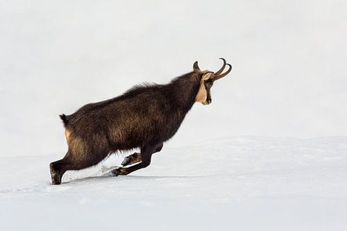 Le chamois dans les Alpes en hiver sur Dieter Meyrl