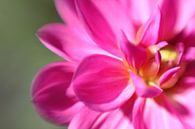 Roze dahlia close-up van Jaap de Wit thumbnail