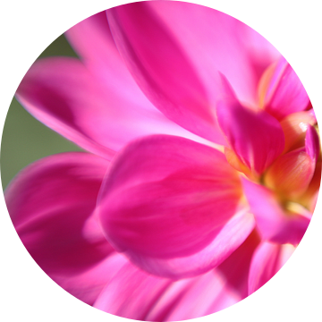 Roze dahlia close-up van Jaap de Wit