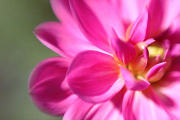 Roze dahlia close-up van Jaap de Wit