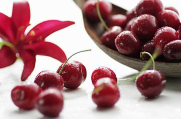 Fresh red cherries directly from the farm