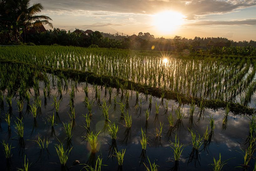 Neuer Reis in Ubud 2 von Ellis Peeters