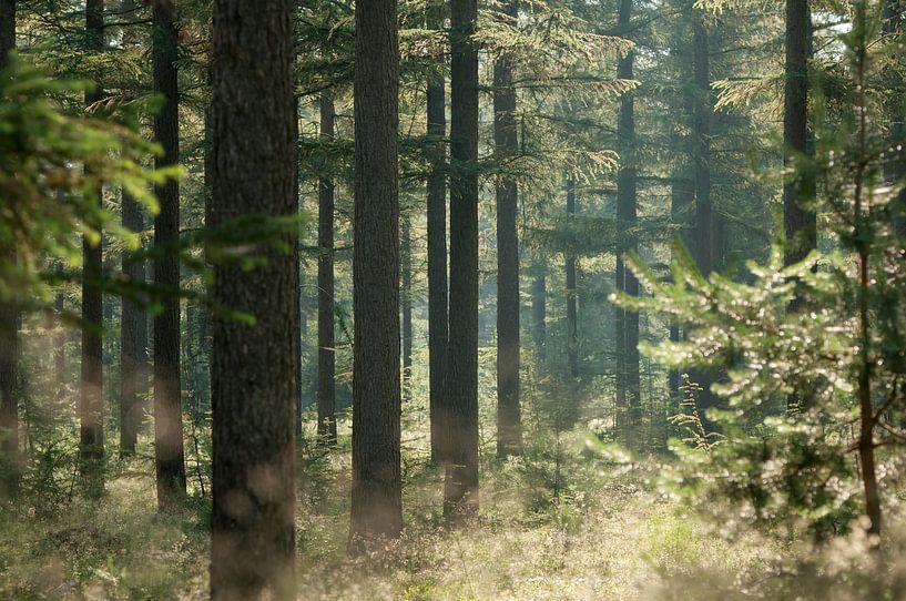 Ochtendnevel bos van Nancy van Verseveld