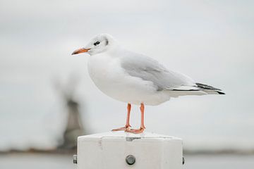 Zaanse seagull by Francis van der Wolf