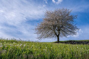 Le printemps dans les Dolomites sur Teun Ruijters