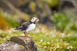 Papageientaucher, Fratercula arctica. Schottische Küste.