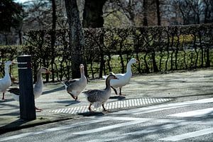 brunssum Geese on zebra crossing by Bas Quaedvlieg