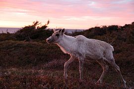 Canadian woodland caribou in sunset light newfoundland Canada by Frank Fichtmüller