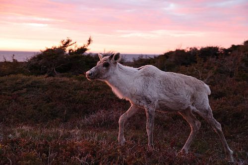 Canadian woodland caribou in sunset light Terre-Neuve Canada
