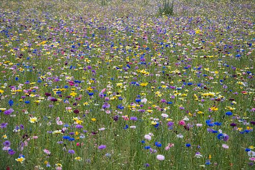 Zomerse wilde kleurrijk bloemenveld