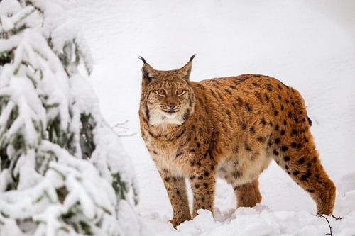 Luchs (Lynx lynx)