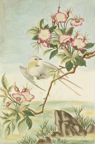 Anonyme 1776-une demi-paire de roses en Chine