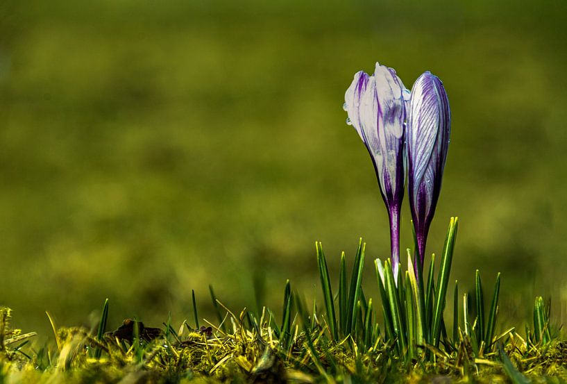 Krokus 1 von Johnny Flash