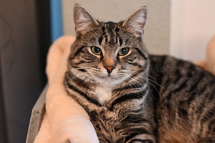 Grau gestreifte Katze auf Kratzbaum im Haus liegend von JGL Market