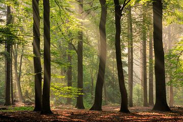 Zonneharpen tussen de bomen in de Kaapse Bossen bij Doorn op de Utrechtse Heuvelrug van Sjaak den Breeje