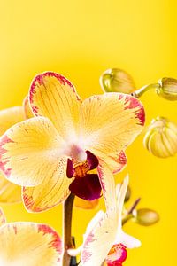 Gelbe Orchidee für Innenräume. von Iryna Melnyk