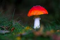 Paddestoel in het bos in de herfst van Dirk van Egmond thumbnail