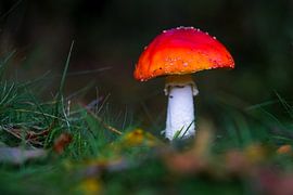 Pilz im Wald im Herbst von Dirk van Egmond