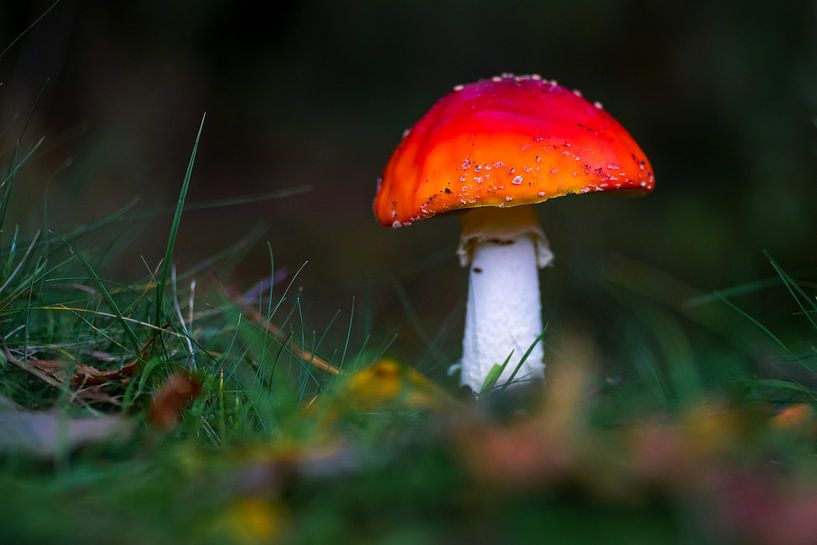 Paddestoel in het bos in de herfst van Dirk van Egmond