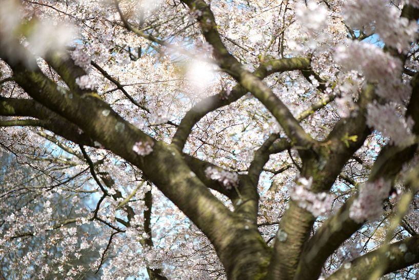 Sakura-Märchen von Remke Spijkers