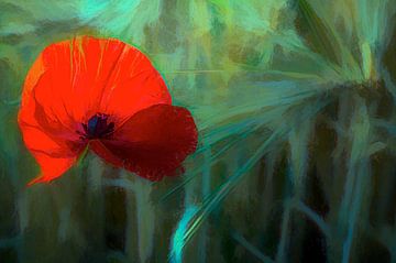 Der rote Mohn von Loris Photography