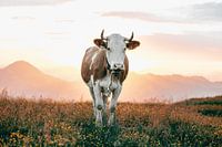 Handsome Cow in the Austrian Alpine Pasture - Horizontal