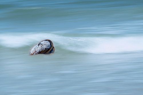 Mussel on the beach as a still life