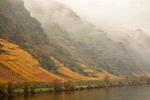 Weinfelder an den Ufern der Mosel in Cochem