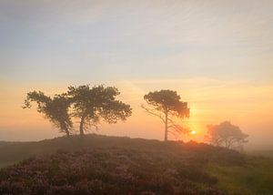 Zonsopkomst Kalmthoutse Heide van Jos Pannekoek