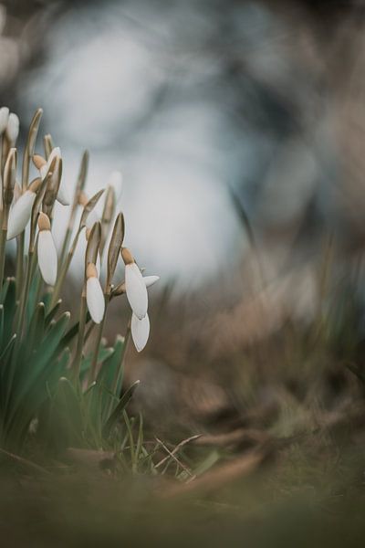 Schneeglöckchen im Wald von Patricia van Kuik