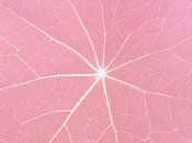 Pretty in Pink (Bladnerven in Pastelroze) van Caroline Lichthart thumbnail