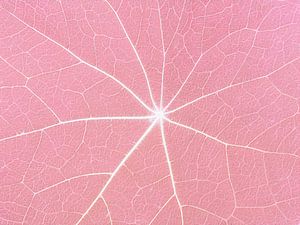 Pretty in Pink (Blattadern in Pastellrosa)