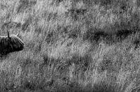 Highland Cow Scottish Highlander on the Heath, black and white