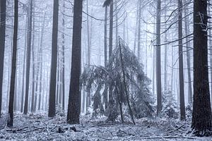Mystischer Hexenwald