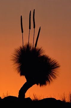Silhouet van een Grasboom (Xanthorrhoea preissii) bij zonsondergang van Nature in Stock