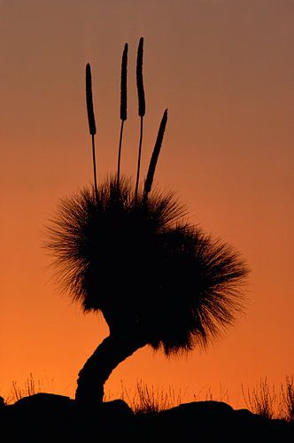 Silhouette of a Grass Tree (Xanthorrhoea preissii) at sunset, Australia by Nature in Stock