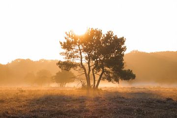 Nebel und Sonnenlicht auf der Heidelandschaft von Aislinn Kalis