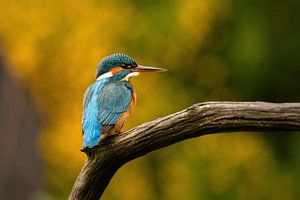 Eisvogel auf einem Ast